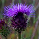 Alcachofra (artichoke)